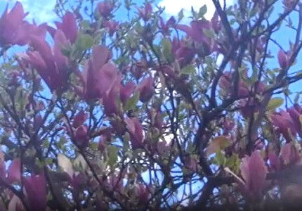 Foto magnolia video dan planete. Foto od Eminent Atelier