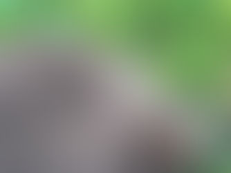 World Hedgehog Awareness Week