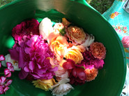 IMG_1118.jpeg