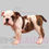 Thumbnail: Thor (Adopted by Roberto)
