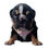 Thumbnail: Rocky  (adopted by Mike in Fort Lauderdale, FL)