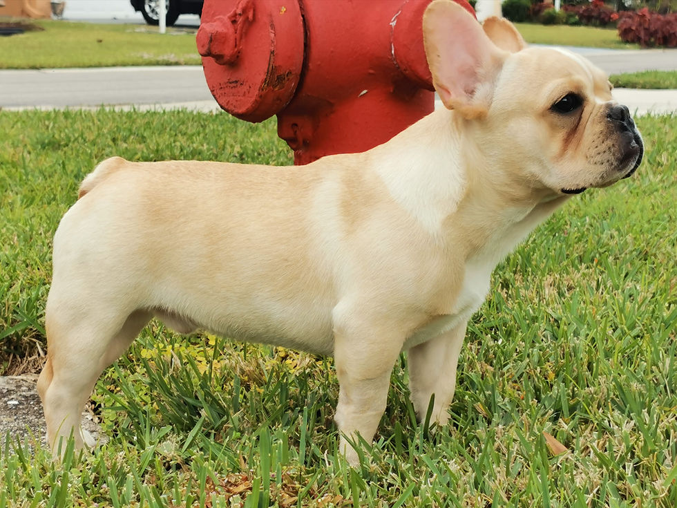 Thumbnail: Tank (Adopted by Jorge)