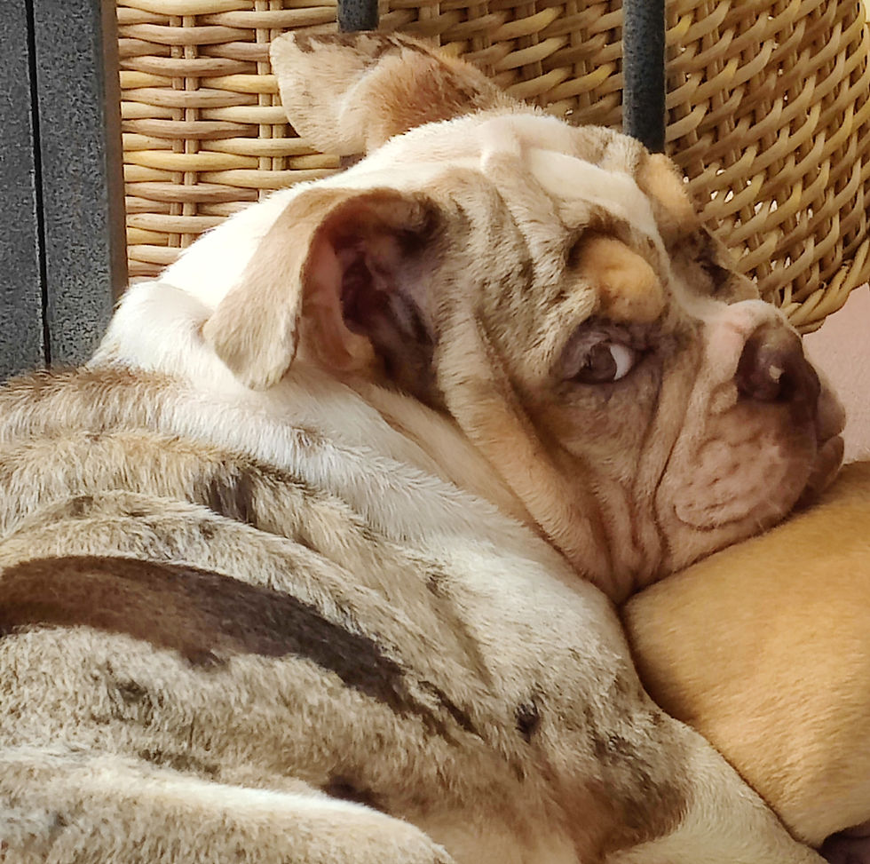 Thumbnail: Matilda (adopted by Jean Claude in Sunrise, FL)