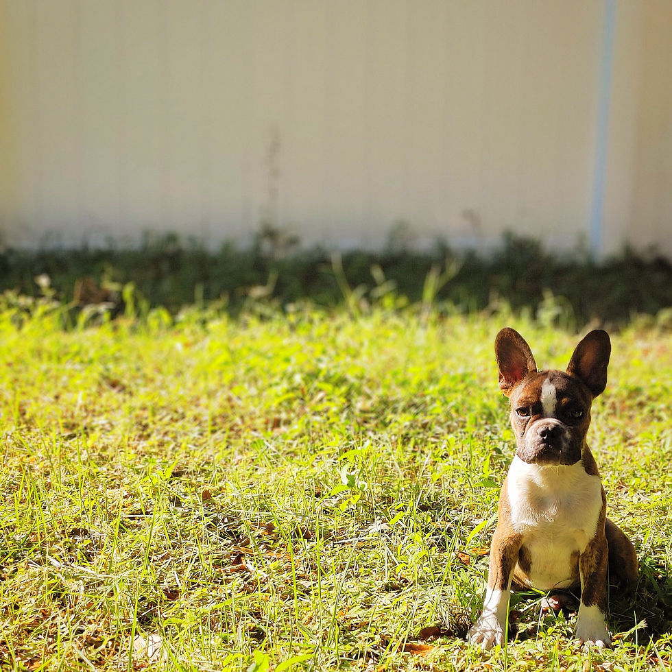 Thumbnail: Brownie (adopted by Inesse in Brandon, FL)