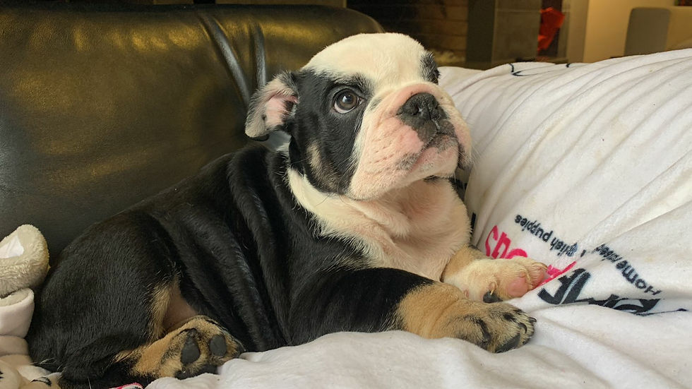 Thumbnail: Bubbles (adopted by Bob in Fort Myers, FL)