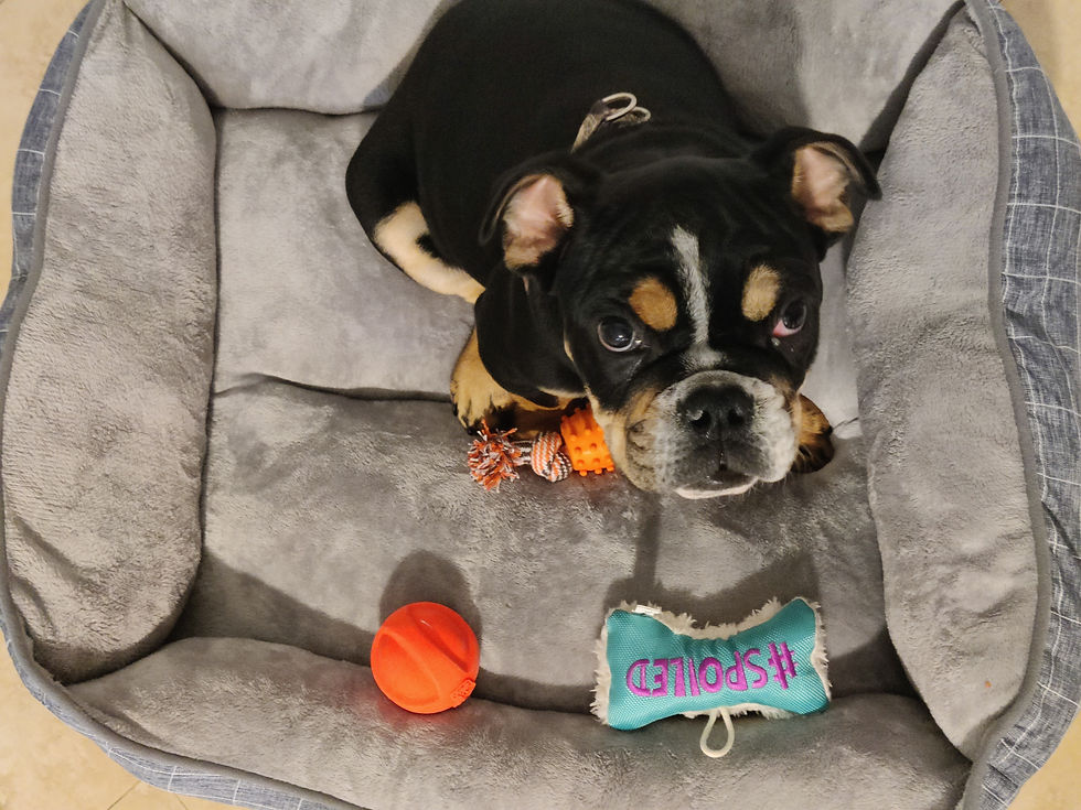 Thumbnail: Grumpy (adopted by Eduardo in Orlando, FL)