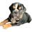 Thumbnail: Rocky  (adopted by Mike in Fort Lauderdale, FL)