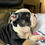 Thumbnail: Bubbles (adopted by Bob in Fort Myers, FL)