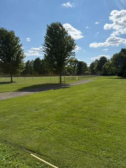 Green grassy field with trees under a blue sky