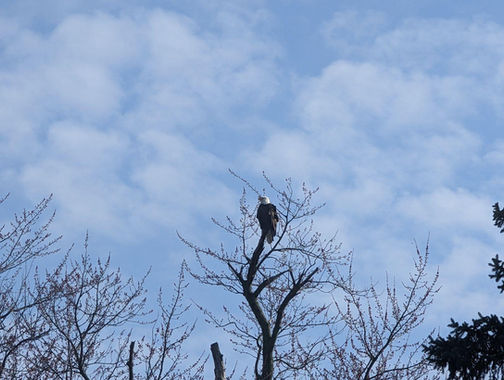 Bald eagle perched on bare tree