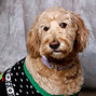 Rescue October 2019 .jpg