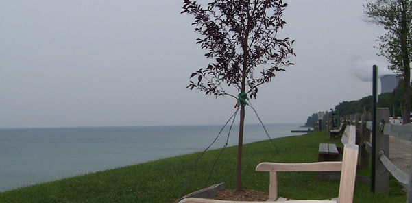 Wooden bench near a tree and the water; peaceful outdoor scene.