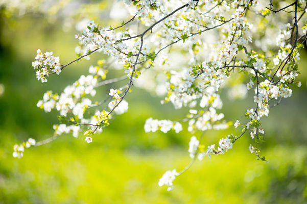 Spring photo.jpg