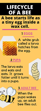 life cycle of a bee, infographic, teaching science, primary learners, life cycles