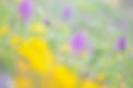 Ophrys bertoloni.jpg