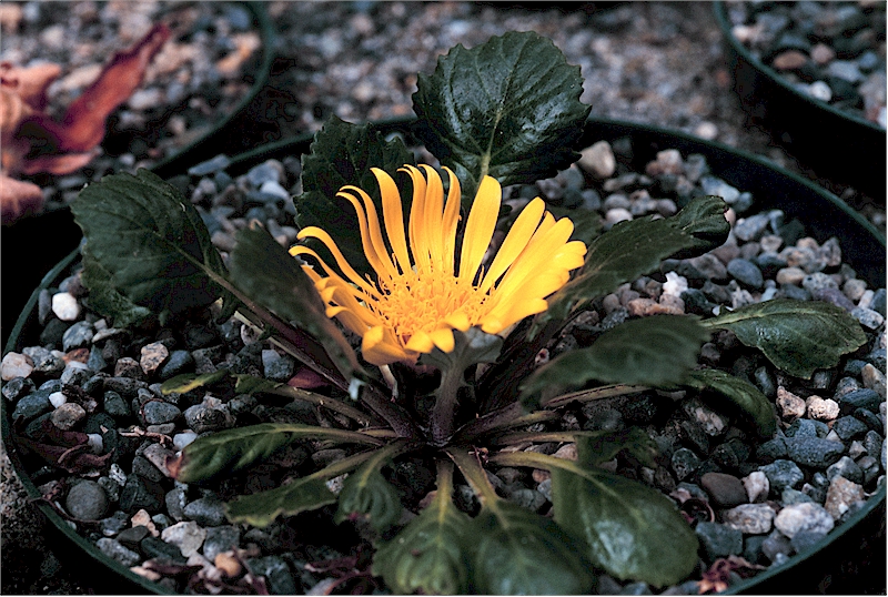 Paranephelius ovatus (Bolivia)