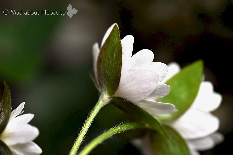 Hepatica acutiloba Seedling 34