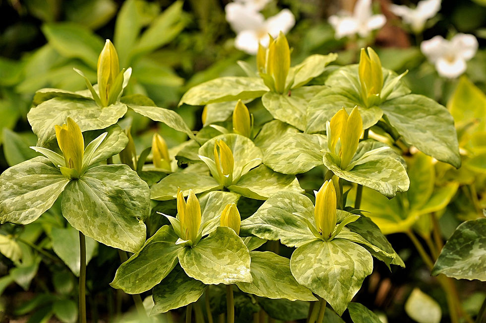Trillium luteum