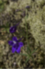 Delphinium menziesii