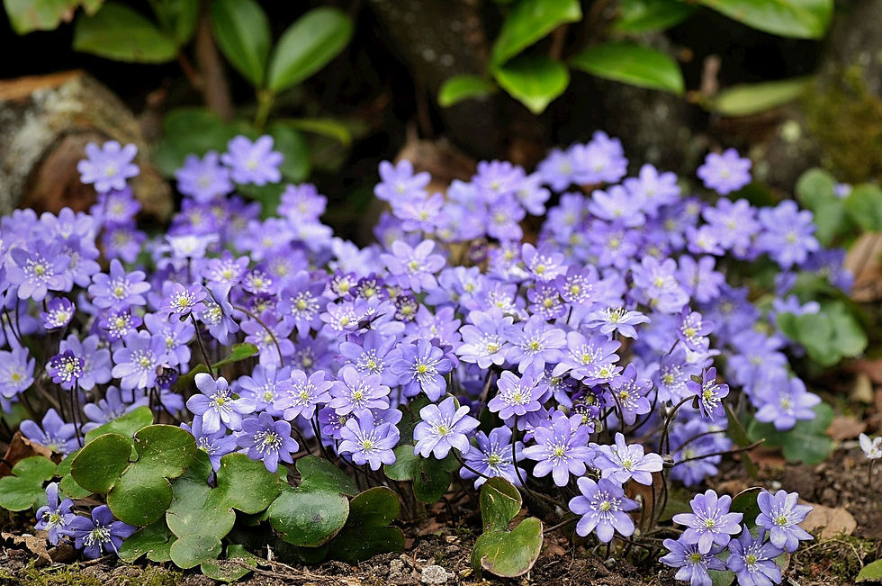 Hepatica nobilis
