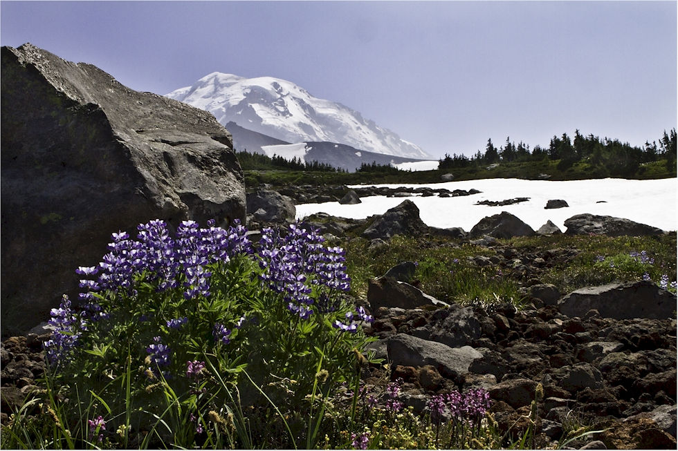 Lupinus latifolius, Spray Park, Mt. Rainier