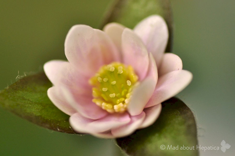 Hepatica acutiloba pink multi-sepels 1