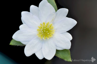 Hepatica acutiloba