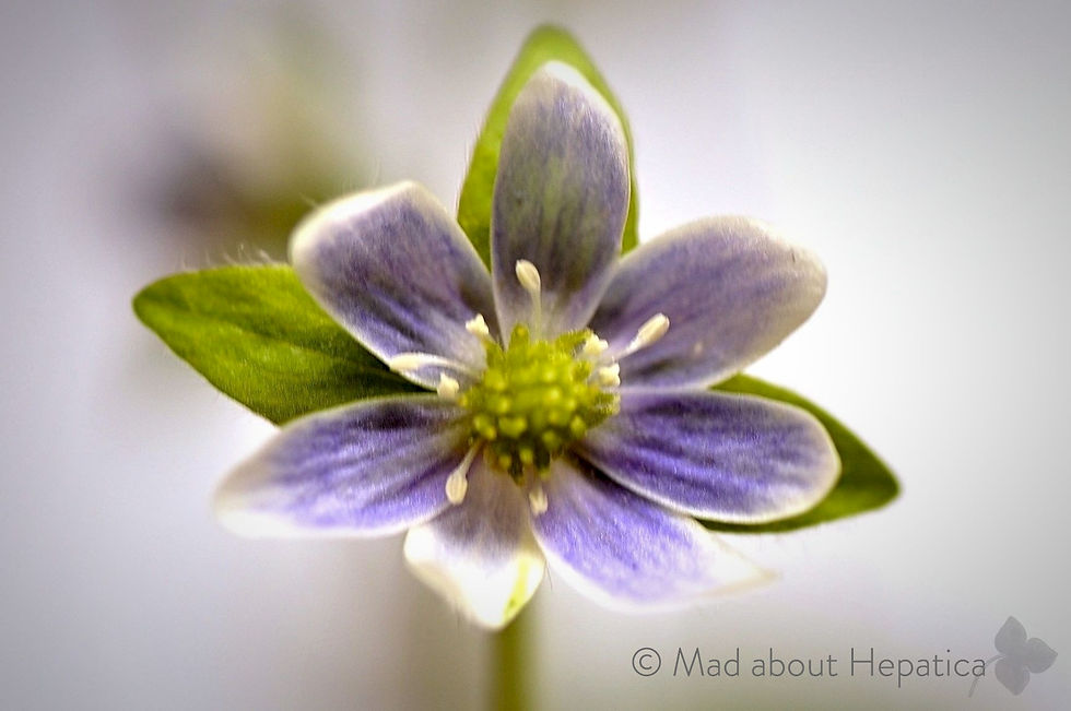 Hepatica acutiloba Seedling 39