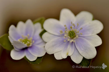 Hepatica acutiloba