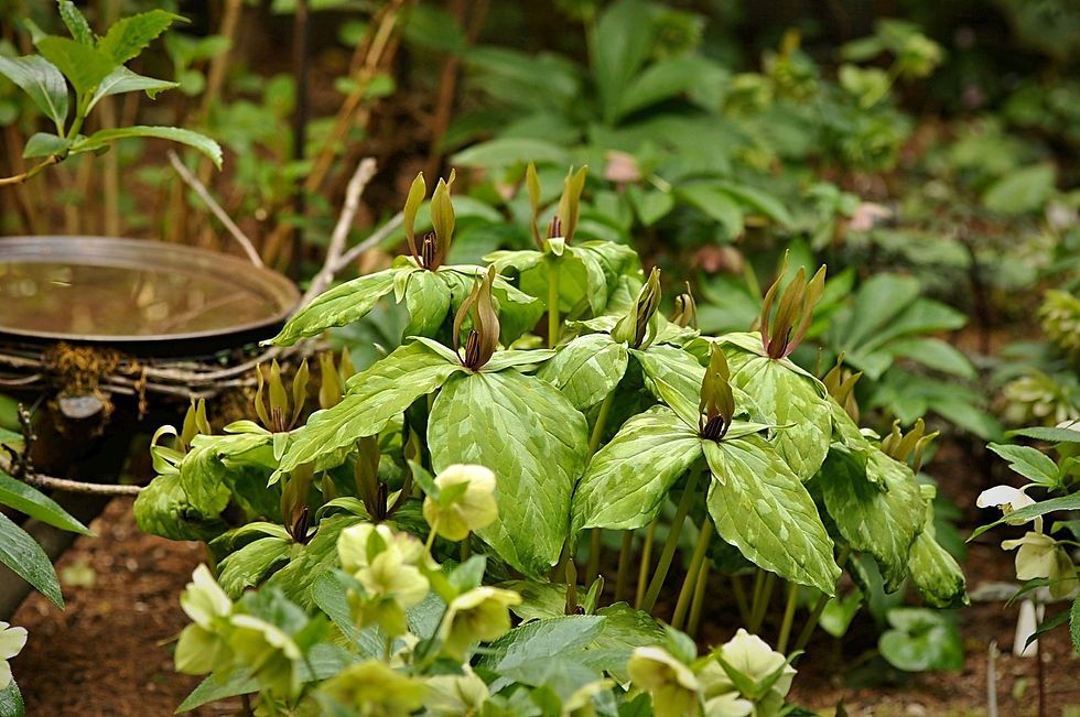 Trillium cuneatum hybrid