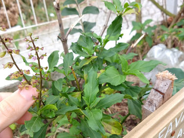 Alfavaca-anisada - Ocimum selloi Benth.