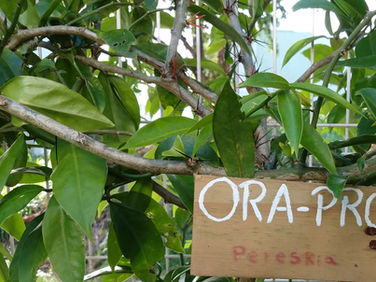 Ora-pro-nobis - Pereskia aculeata Mill.