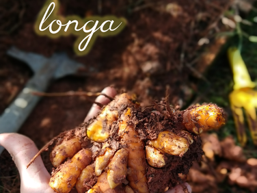 Cúrcuma - Curcuma longa L.