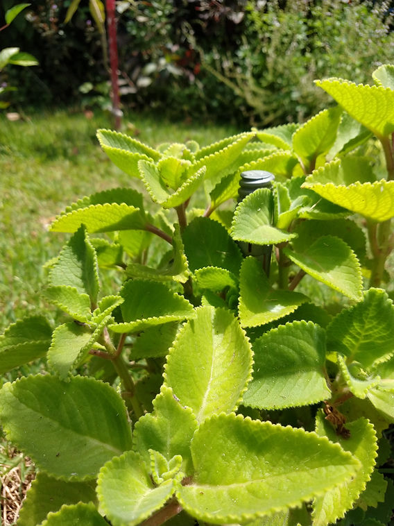 Malvariço - Plectranthus amboinicus Spreng.