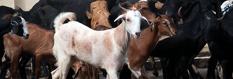 group-animal-farm-label-cowpigchickenegg