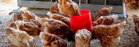 Poultry-Farm-in-Nigeria.jpeg