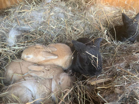 We Have Bunnies!!!