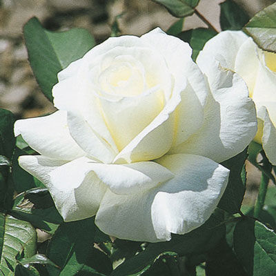 Honor Weeks Rose