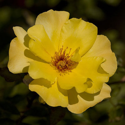 Golden Showers Weeks Rose