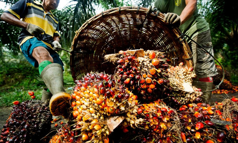 Palm oil farm workers pouring out freshly harvested oil palms from the basket