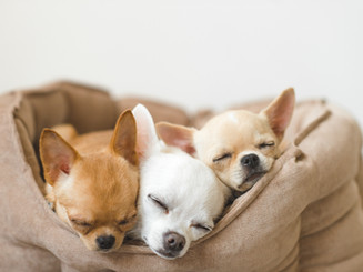 AdobeStock_156961503.jpeg