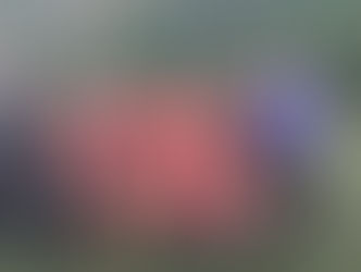 West Mayo Boys and Girls Mini 7s Champions 2022