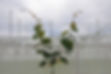 Hayward-young-plant-lighthouse-horticulture.jpg