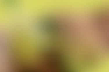 เปิดเคล็ดลับเก็บอะโวคาโดไม่ให้สีคล้ำ