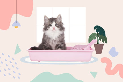 ทรายแมว 4 ประเภท ที่ทาสน้องเหมียวควรรู้