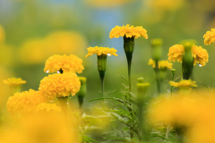 ตามรอยพระบาท เที่ยวโครงการตามพระราชดำริ