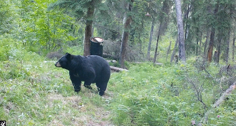 Thumbnail: Black Bear Hunt 2026