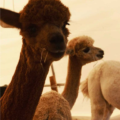 Refugio-di-Animali-per-bambini-in-Toscana.jpg