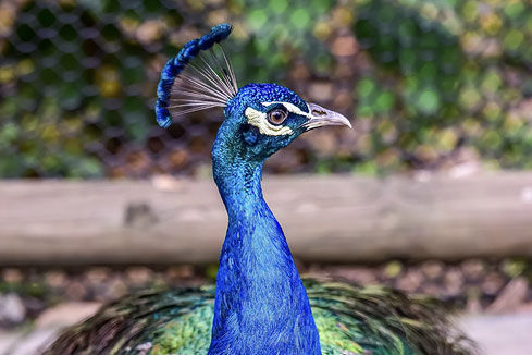 Esperienze-e-attivita-nella-natura-al-Parco-Elisir-dAmor-2.jpg