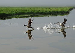 Wild Goose Chase